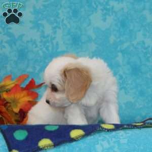 Apple, Cavachon Puppy